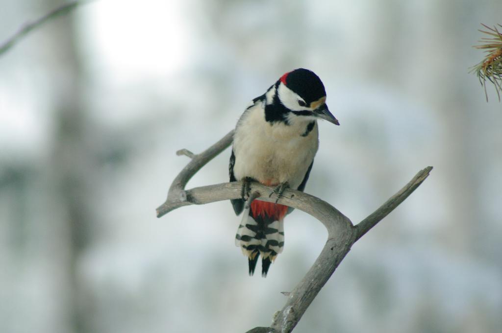 Birk Bed & Birds Bed & Breakfast Svanvik Екстериор снимка